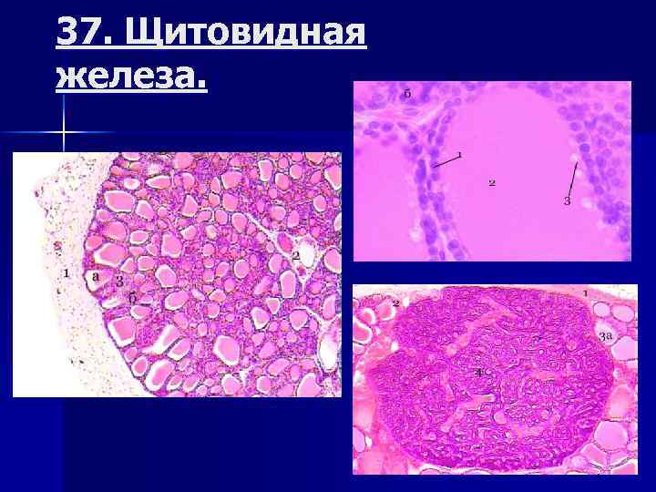 Атлас по гистологии картинки