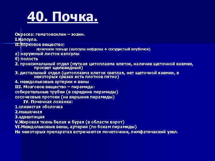 40. Почка. Окраска: гематоксилин – эозин. I. Капсула. II. Корковое вещество: почечное тельце (капсула