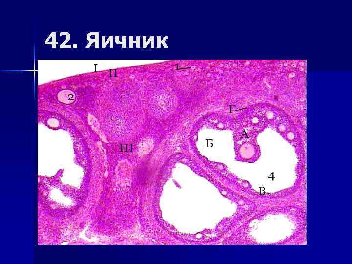 42. Яичник 