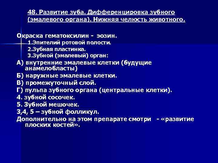 48. Развитие зуба. Дифференцировка зубного (эмалевого органа). Нижняя челюсть животного. Окраска гематоксилин - эозин.