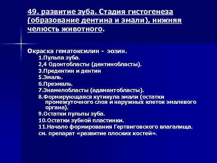 49. развитие зуба. Стадия гистогенеза (образование дентина и эмали), нижняя челюсть животного. Окраска гематоксилин