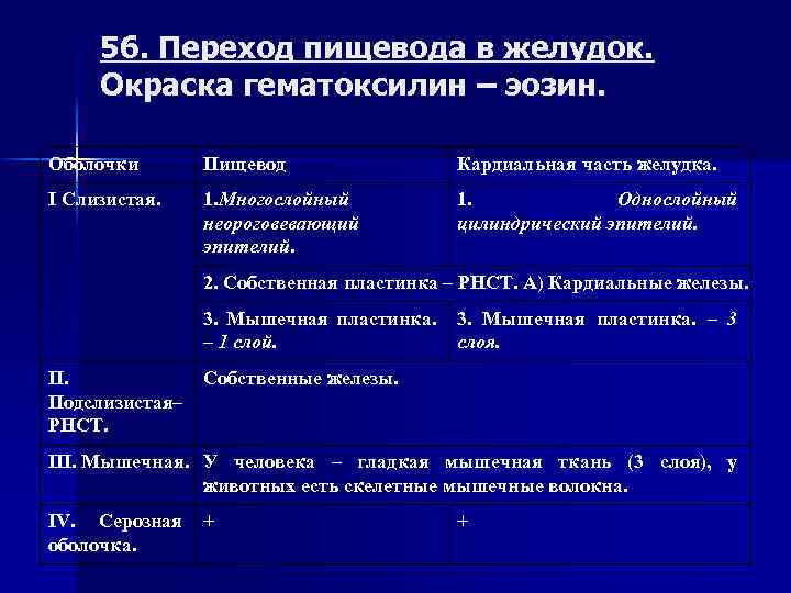 56. Переход пищевода в желудок. Окраска гематоксилин – эозин. Оболочки Пищевод Кардиальная часть желудка.