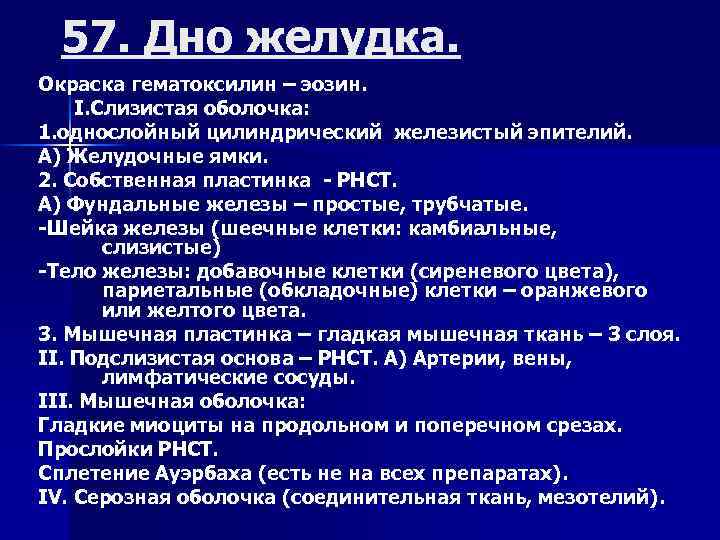 57. Дно желудка. Окраска гематоксилин – эозин. I. Слизистая оболочка: 1. однослойный цилиндрический железистый