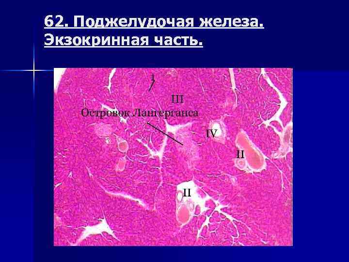 62. Поджелудочая железа. Экзокринная часть. 