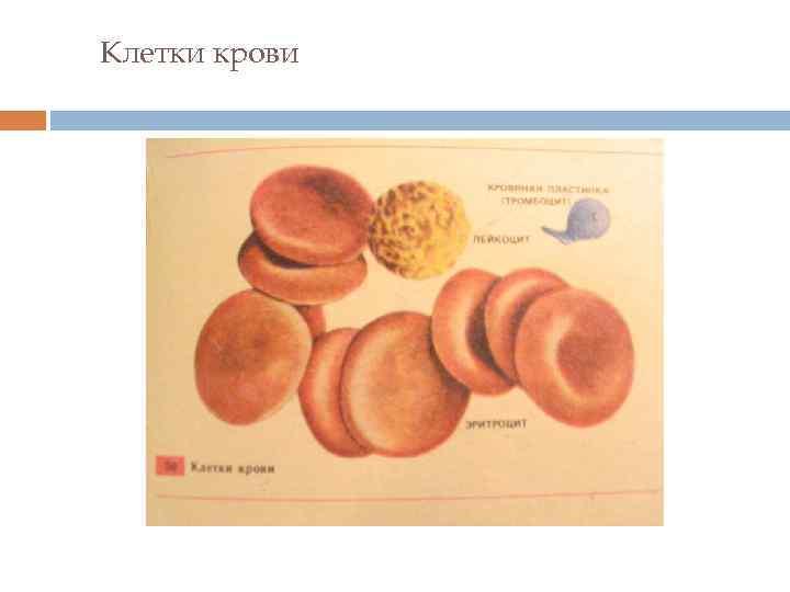 Клетки крови 