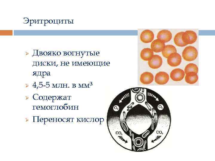 Эритроциты Ø Ø Двояко вогнутые диски, не имеющие ядра 4, 5 -5 млн. в