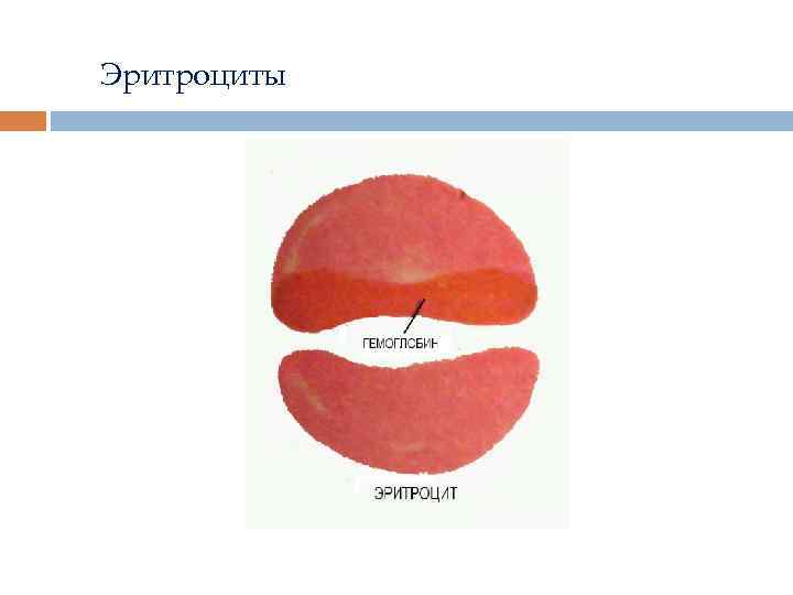 Эритроциты 