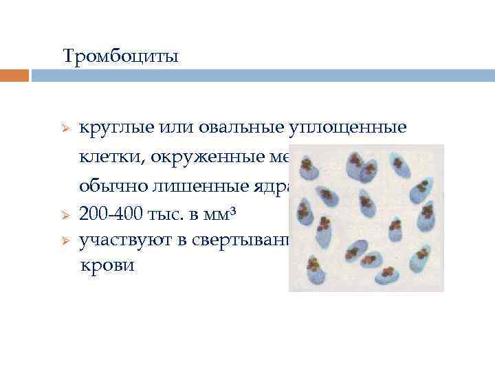 Тромбоциты Ø круглые или овальные уплощенные клетки, окруженные мембраной и Ø Ø обычно лишенные