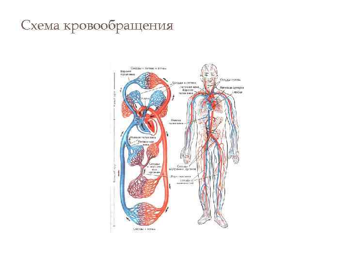 Схема кровообращения 