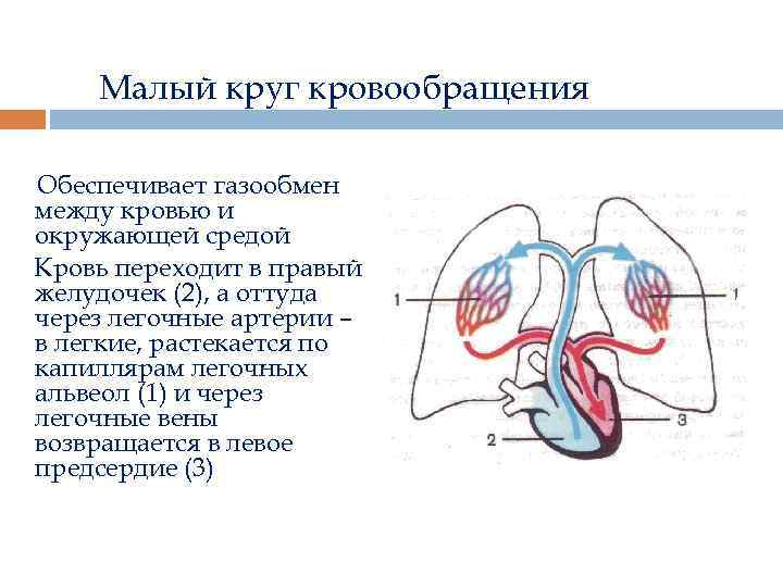 Малый круг кровообращения газообмен происходит. Малый круг кровообращения правый желудочек схема. Малый круг кровообращения легкая схема. В артериях малого круга кровообращения течёт венозная кровь. Малый круг кровообращения легочный ствол.