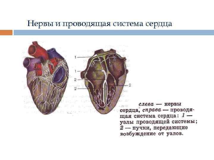 Нервное сердце. Нервы сердца. Сосуды и нервы сердца. Сердце нервы Проводящая система сердца. Нерв сердца.