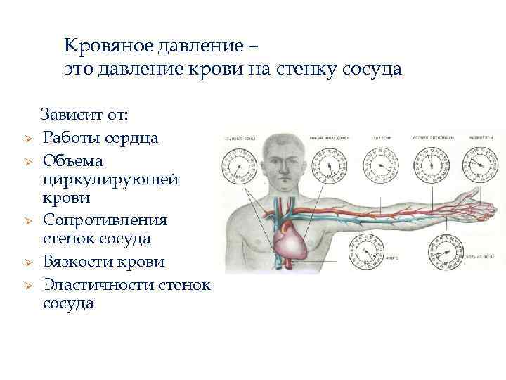 Кровяное давление – это давление крови на стенку сосуда Ø Ø Ø Зависит от: