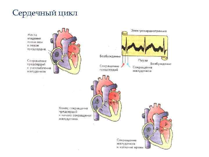Сердечный цикл 