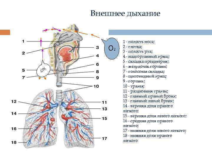 Орган внешнего дыхания. Внешнее дыхание. Внутреннее дыхание человека.