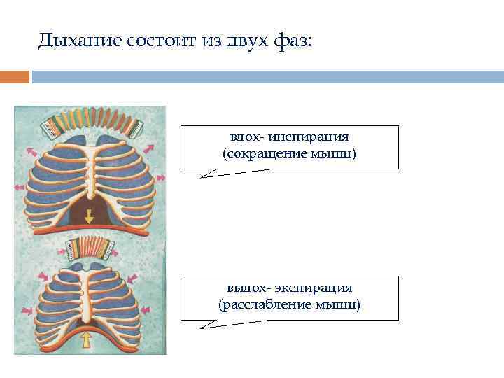 На рисунке изображены вдох и выдох человека определите