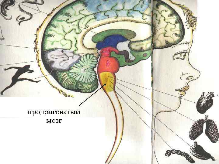продолговатый мозг 