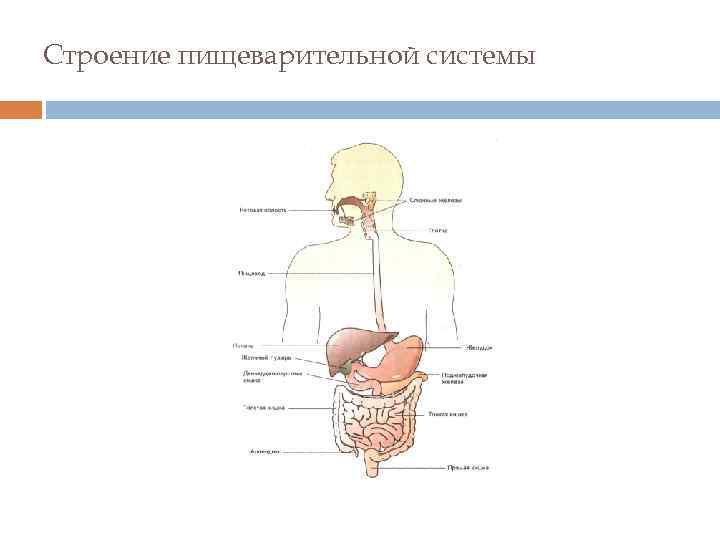Строение пищеварительной системы 