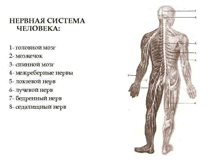 НЕРВНАЯ СИСТЕМА ЧЕЛОВЕКА: 1 - головной мозг 2 - мозжечок 3 - спинной мозг