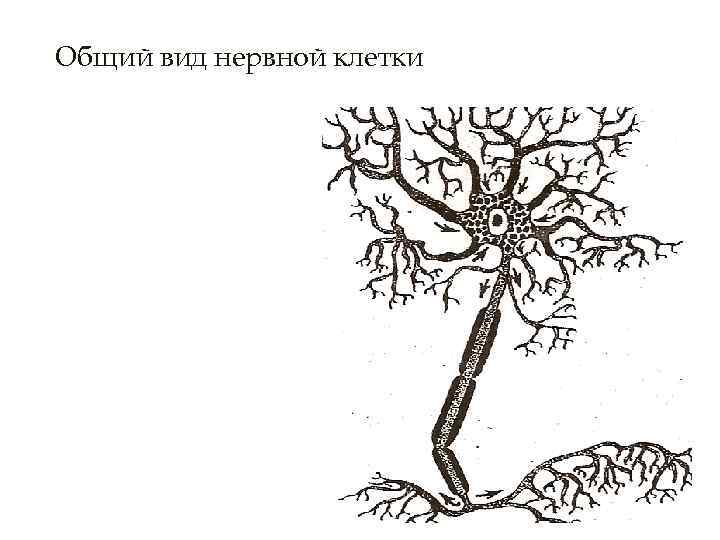 Общий вид нервной клетки 