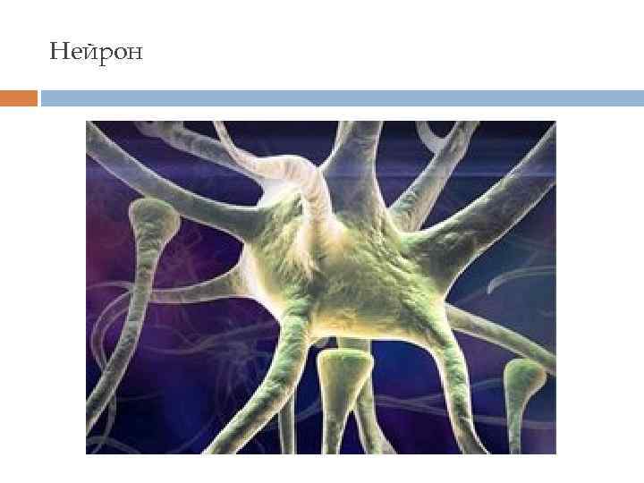 Нейрон 