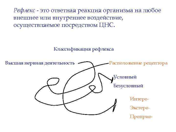 Рефлекс - это ответная реакция организма на любое внешнее или внутреннее воздействие, осуществляемое посредством