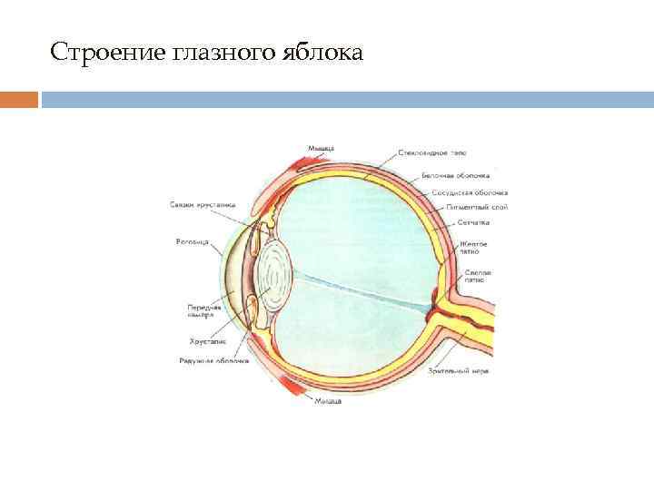 Глазное яблоко строение