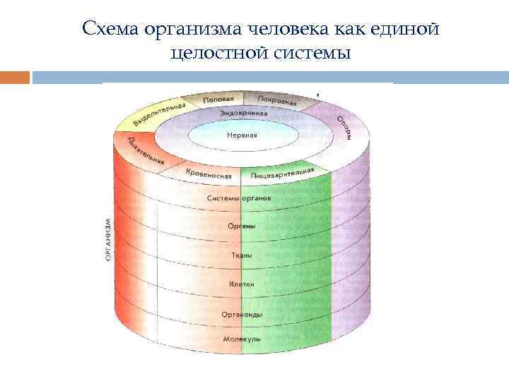 Схема организма