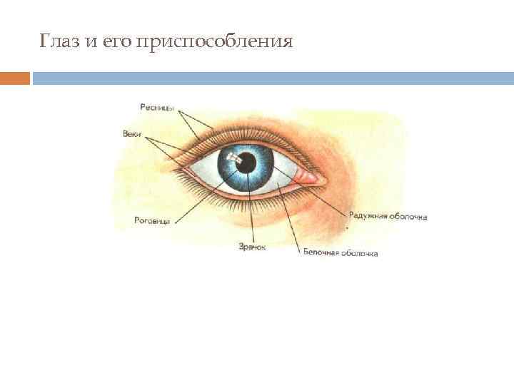 Глаз и его приспособления 