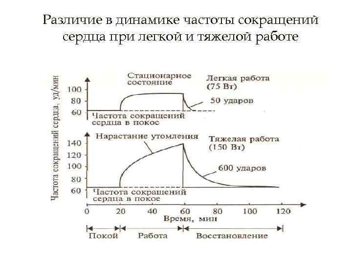 Определить частоту сокращения сердечной мышцы