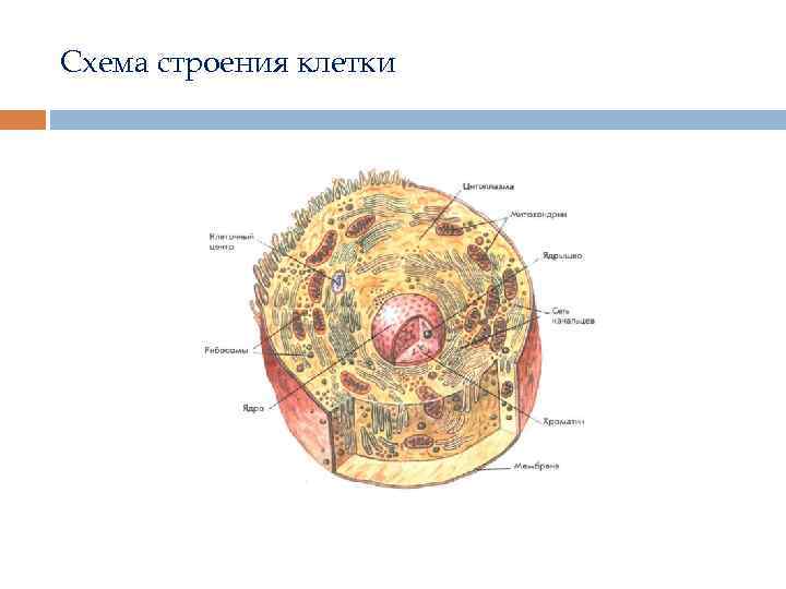 Схема строения клетки 