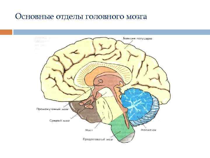 Основные отделы головного мозга 