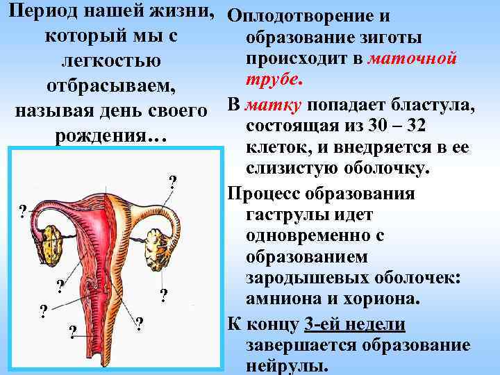 Период нашей жизни, Оплодотворение и который мы с образование зиготы происходит в маточной легкостью