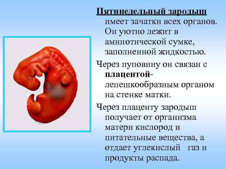 Пятинедельный зародыш имеет зачатки всех органов. Он уютно лежит в амниотической сумке, заполненной жидкостью.