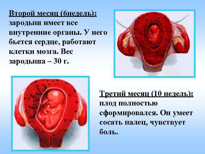 Второй месяц (6 недель): зародыш имеет все внутренние органы. У него бьется сердце, работают