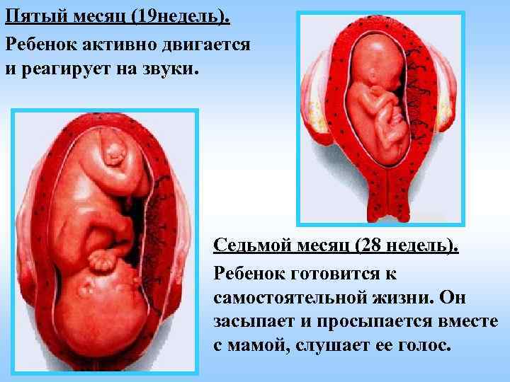 Пятый месяц (19 недель). Ребенок активно двигается и реагирует на звуки. Седьмой месяц (28
