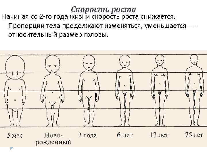 Скорость роста Начиная со 2 -го года жизни скорость роста снижается. Пропорции тела продолжают