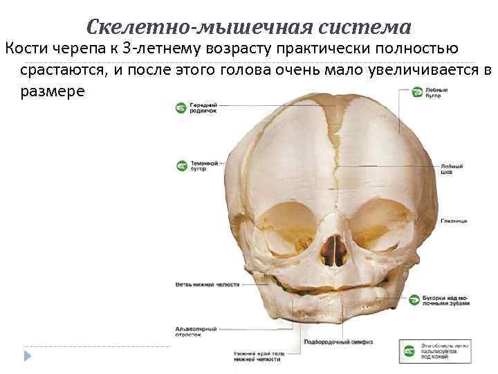 Скелетно-мышечная система Кости черепа к 3 -летнему возрасту практически полностью срастаются, и после этого