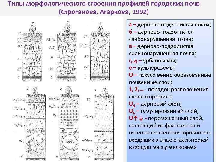 Морфологическое строение