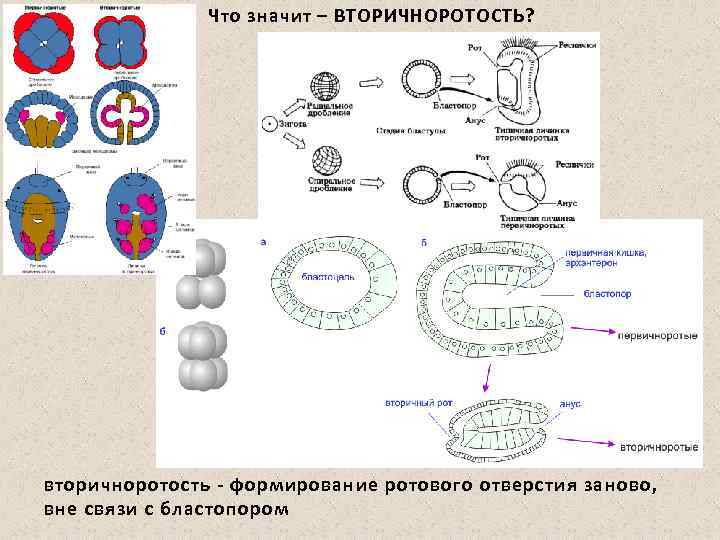 Что значит – ВТОРИЧНОРОТОСТЬ? вторичноротость формирование ротового отверстия заново, вне связи с бластопором 