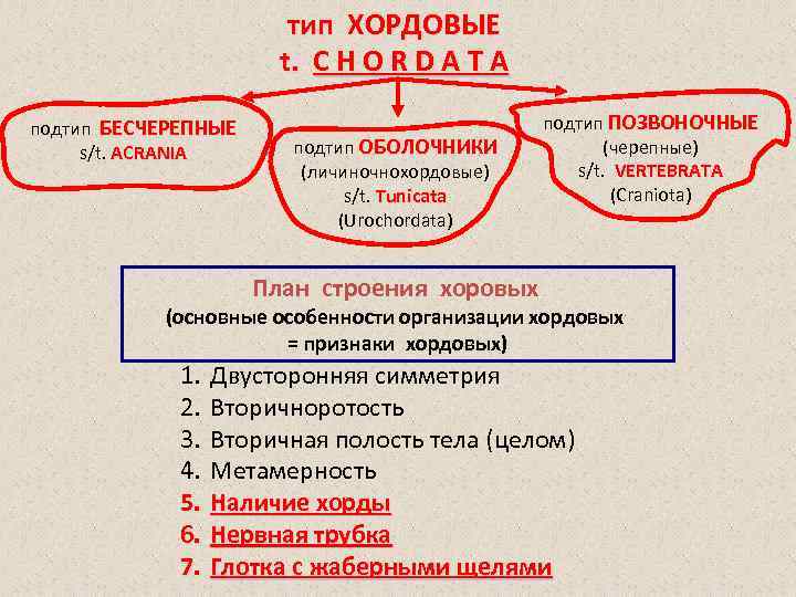 тип ХОРДОВЫЕ t. C H O R D A T A подтип БЕСЧЕРЕПНЫЕ s/t.