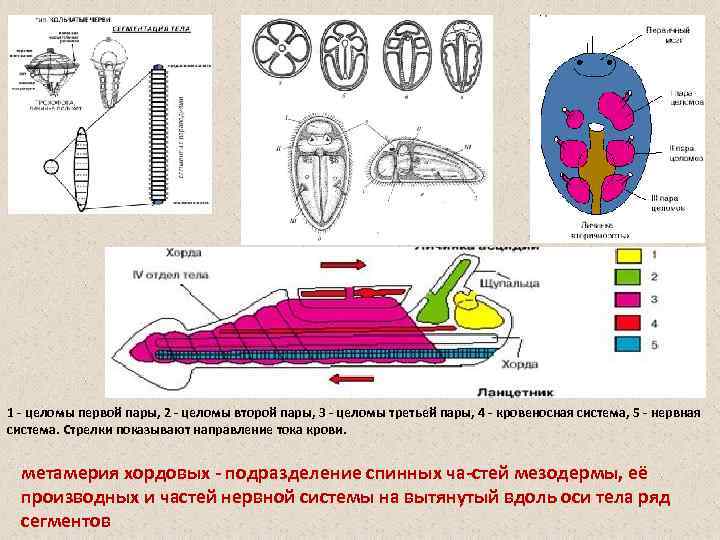 1 целомы первой пары, 2 целомы второй пары, 3 целомы третьей пары, 4 кровеносная