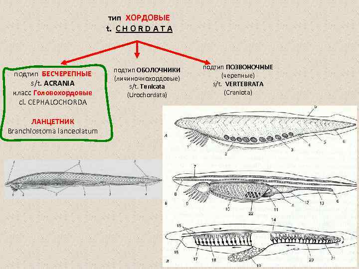 Систематика хордовых схема