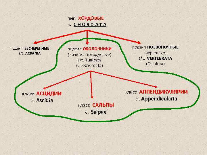 тип ХОРДОВЫЕ t. C H O R D A T A подтип БЕСЧЕРЕПНЫЕ s/t.