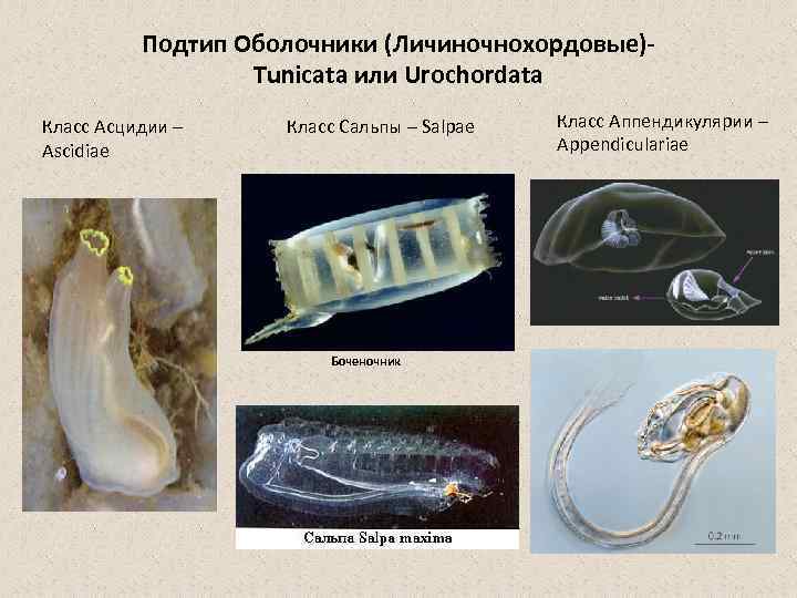 Подтип Оболочники (Личиночнохордовые) Tunicata или Urochordata Класс Асцидии – Ascidiae Класс Сальпы – Salpae