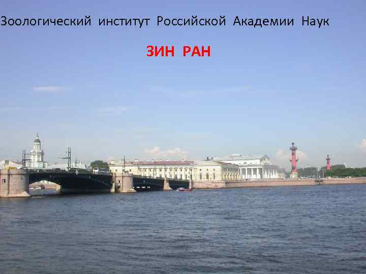 Зоологический институт Российской Академии Наук ЗИН РАН 