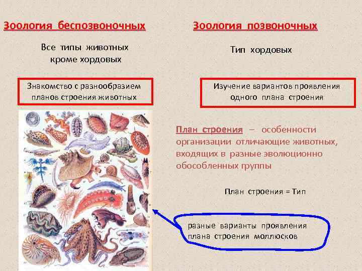 Зоология наука о животных презентация 7 класс по биологии