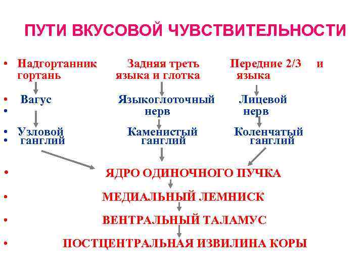 ПУТИ ВКУСОВОЙ ЧУВСТВИТЕЛЬНОСТИ • Надгортанник гортань Задняя треть языка и глотка • Вагус •