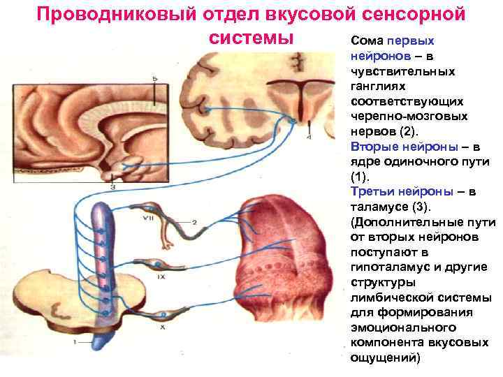 Проводниковый отдел вкусовой сенсорной системы Сома первых нейронов – в чувствительных ганглиях соответствующих черепно-мозговых