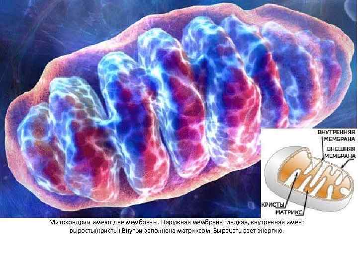 Митохондрии имеют две мембраны. Наружная мембрана гладкая, внутренняя имеет выросты(кристы). Внутри заполнена матриксом. Вырабатывает