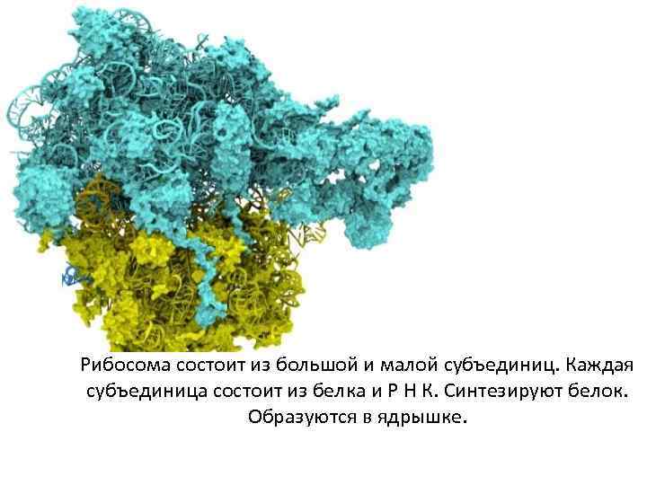 Рибосома состоит из большой и малой субъединиц. Каждая субъединица состоит из белка и Р